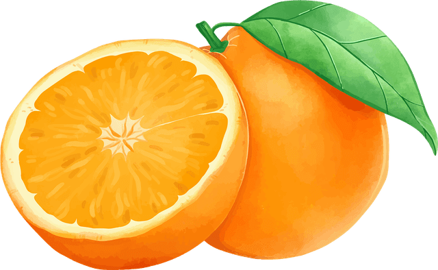 Illustration of Oranges
